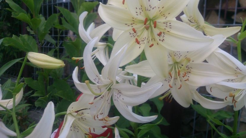  - 0 FLORI 2019 in gradina