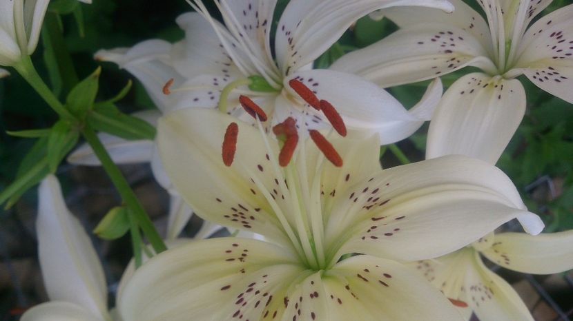  - 0 FLORI 2019 in gradina