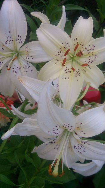  - 0 FLORI 2019 in gradina