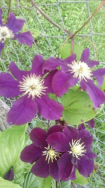  - 0 FLORI 2019 in gradina