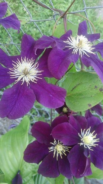  - 0 FLORI 2019 in gradina