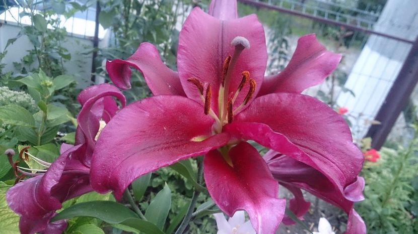  - 0 FLORI 2019 in gradina