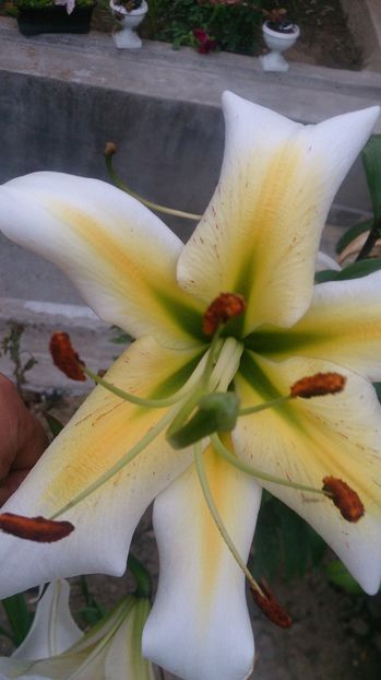  - 0 FLORI 2019 in gradina