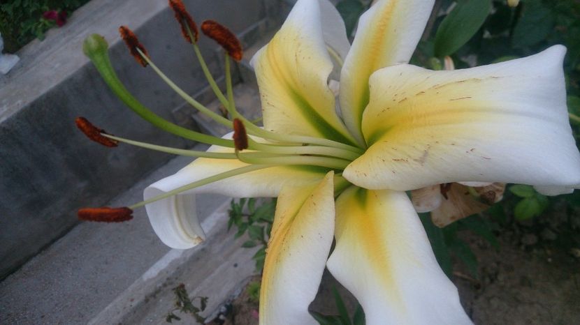  - 0 FLORI 2019 in gradina