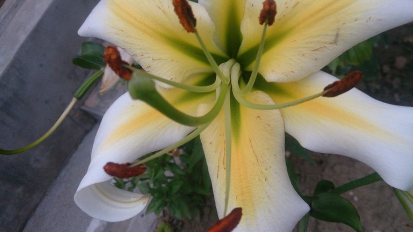  - 0 FLORI 2019 in gradina