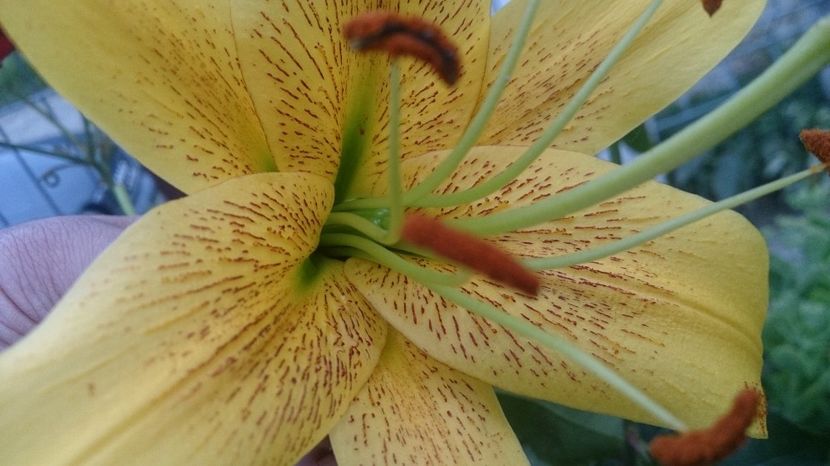  - 0 FLORI 2019 in gradina