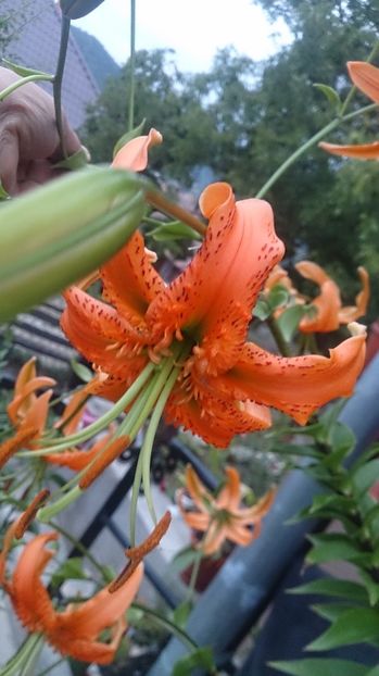  - 0 FLORI 2019 in gradina