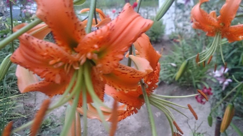  - 0 FLORI 2019 in gradina