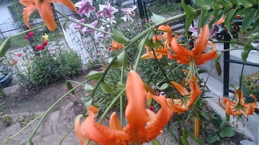  - 0 FLORI 2019 in gradina