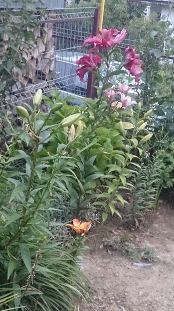  - 0 FLORI 2019 in gradina