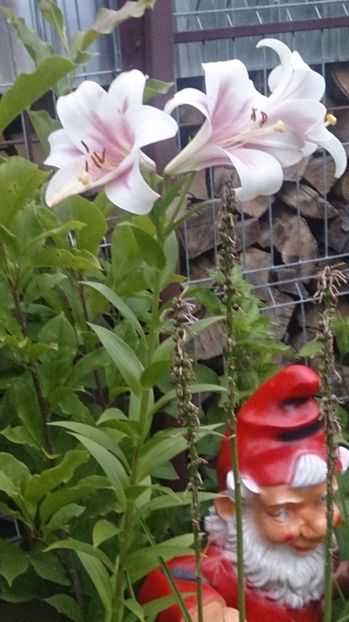  - 0 FLORI 2019 in gradina