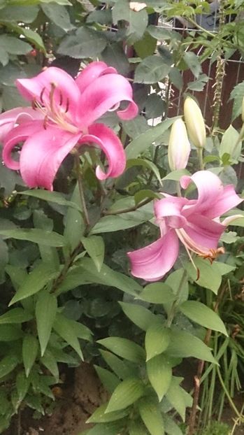  - 0 FLORI 2019 in gradina