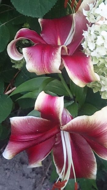  - 0 FLORI 2019 in gradina