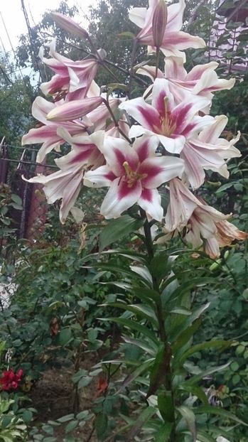  - 0 FLORI 2019 in gradina