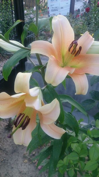  - 0 FLORI 2019 in gradina