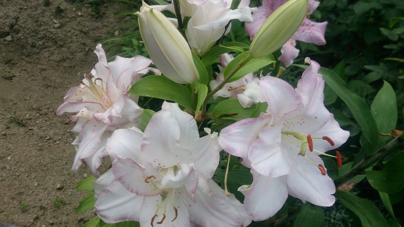  - 0 FLORI 2019 in gradina