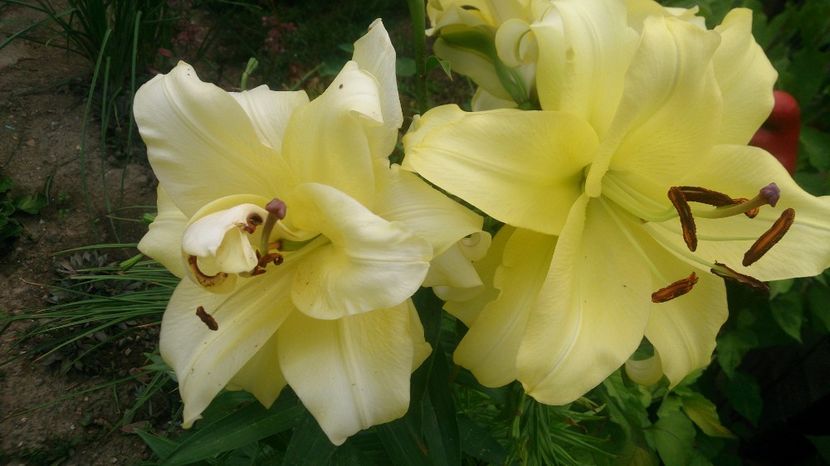  - 0 FLORI 2019 in gradina