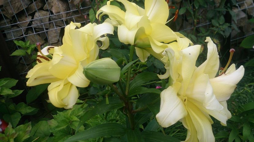  - 0 FLORI 2019 in gradina