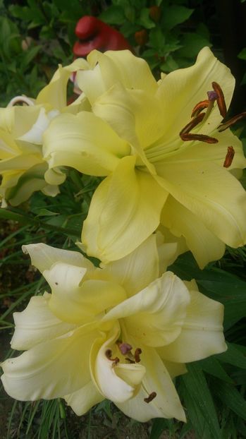  - 0 FLORI 2019 in gradina