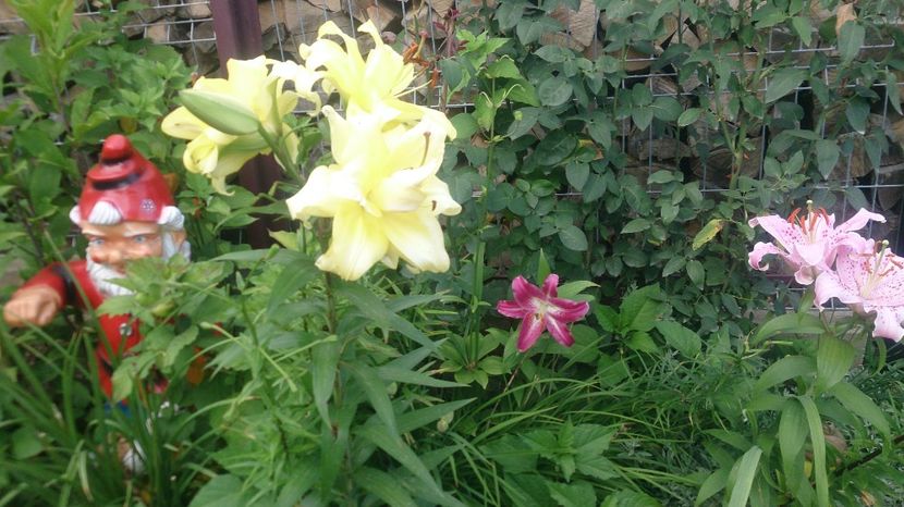  - 0 FLORI 2019 in gradina