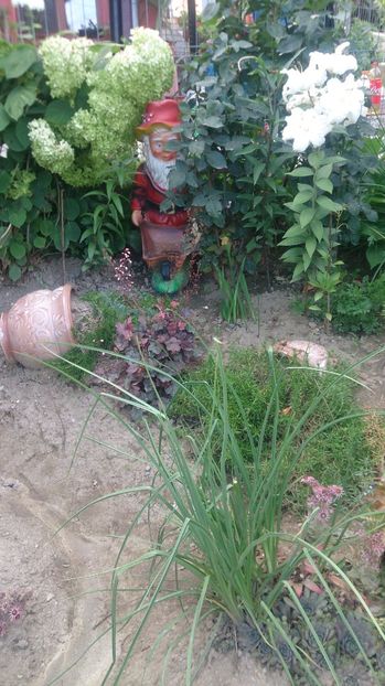  - 0 FLORI 2019 in gradina