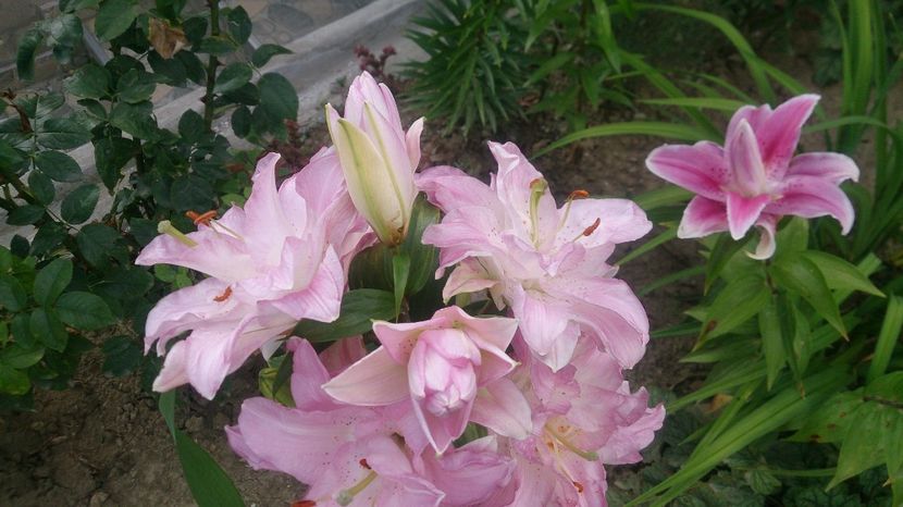  - 0 FLORI 2019 in gradina