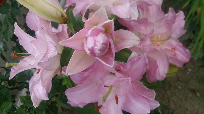  - 0 FLORI 2019 in gradina