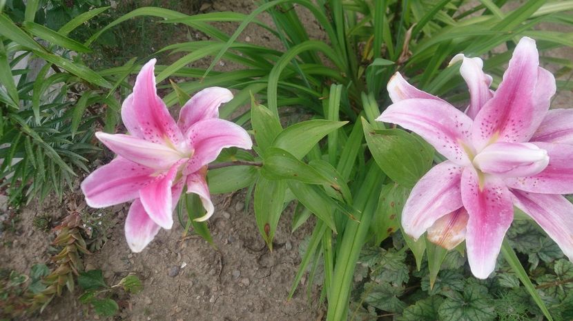  - 0 FLORI 2019 in gradina