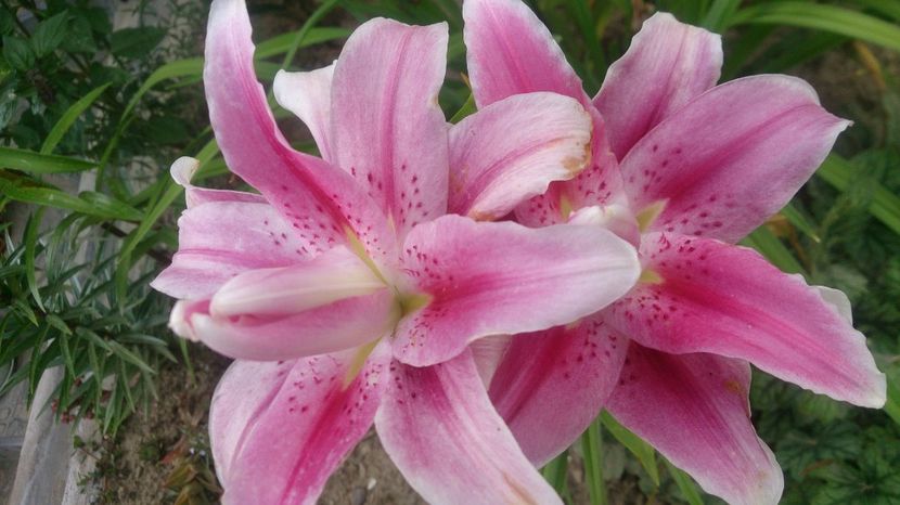  - 0 FLORI 2019 in gradina