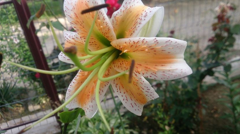  - 0 FLORI 2019 in gradina