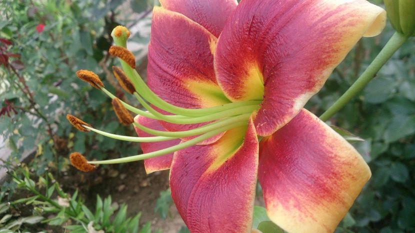  - 0 FLORI 2019 in gradina