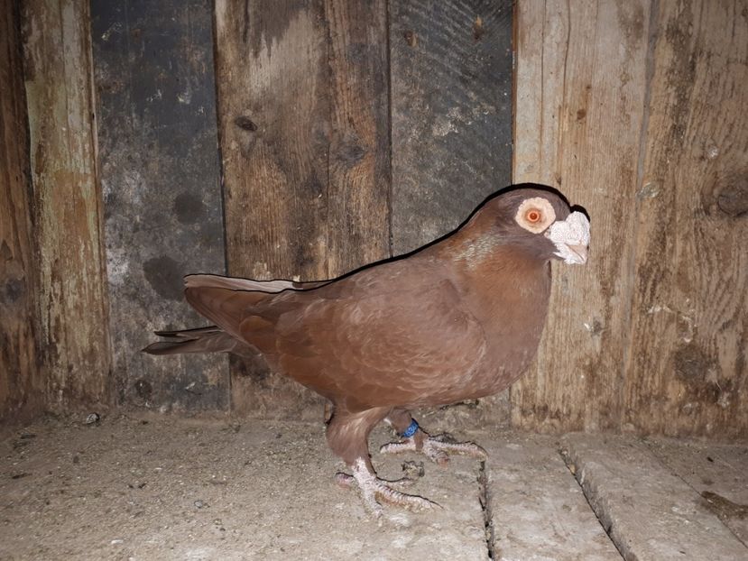 F - H3 _ tineret 2018