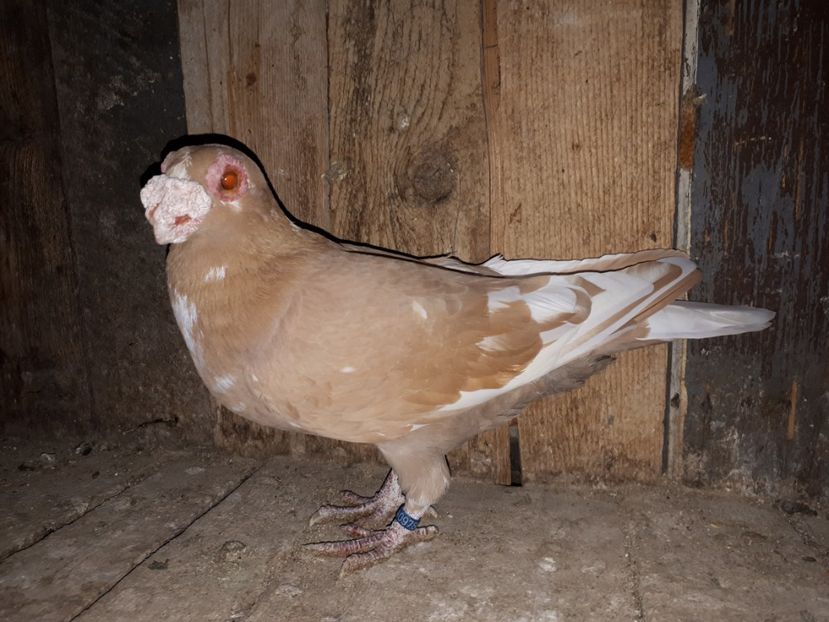 M - H3 _ tineret 2018