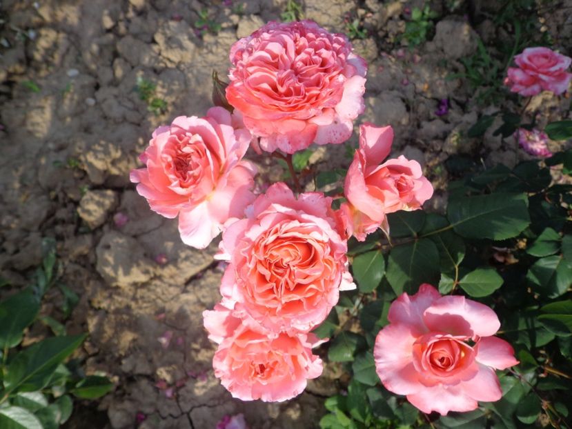 Laurent Cabrol - 0-TRANDAFIRI DISPONIBILI 2023