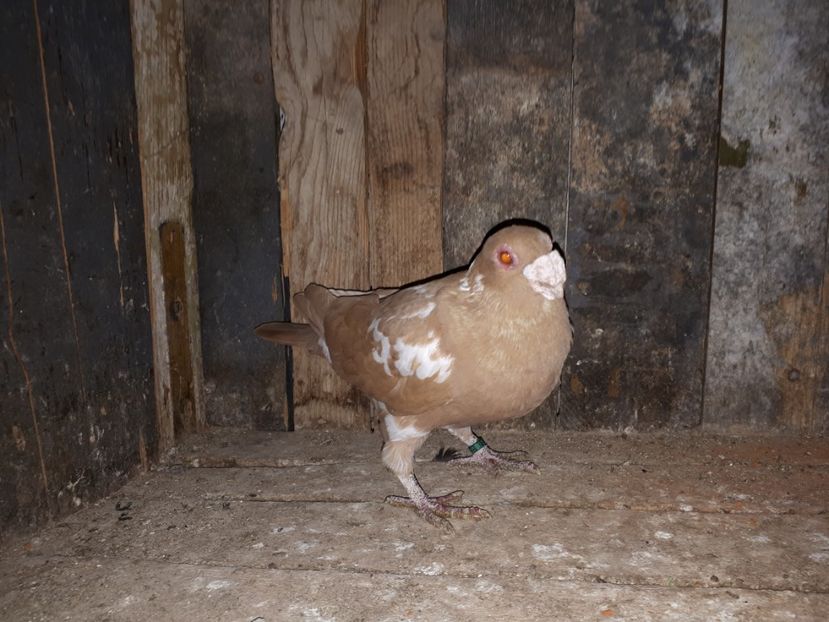 M - I3 _ tineret 2019