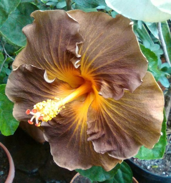  - Hibiscus Black Jack