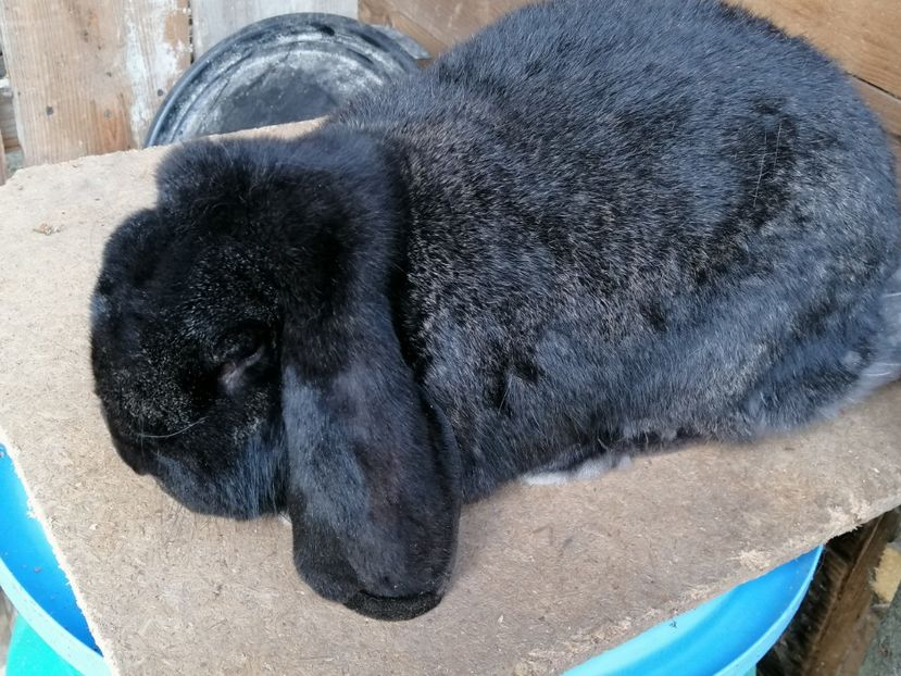  - ARHIVA IEPURI ce am avut câteva exemplare