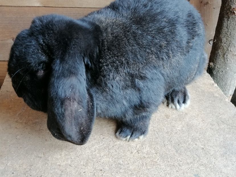  - ARHIVA IEPURI ce am avut câteva exemplare