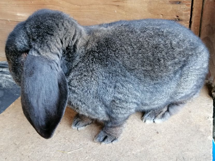  - ARHIVA IEPURI ce am avut câteva exemplare