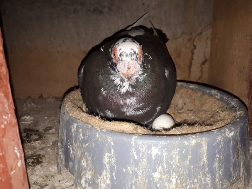  - I2 _ carunculați _ noiembrie 2019