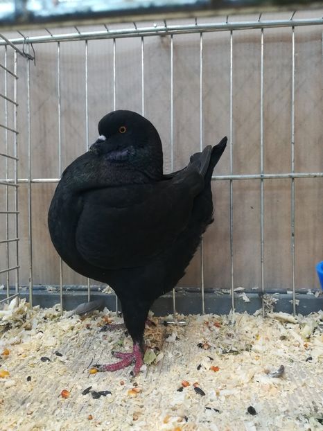 femelă 2019 - istoric king matca