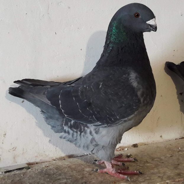 received_332936127509438 - Vinduti