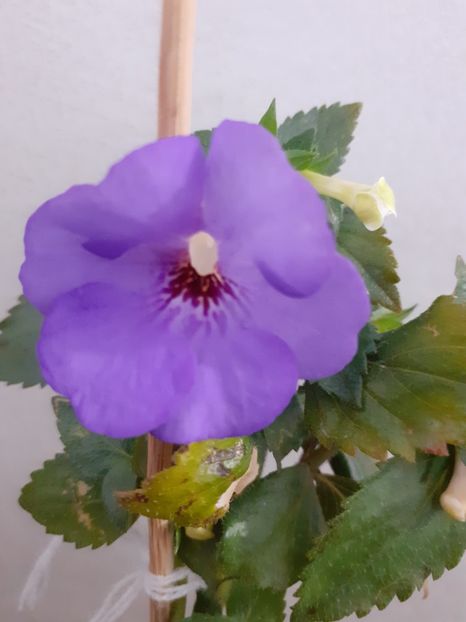 Blue - AA RIZOMI ACHIMENES 2022