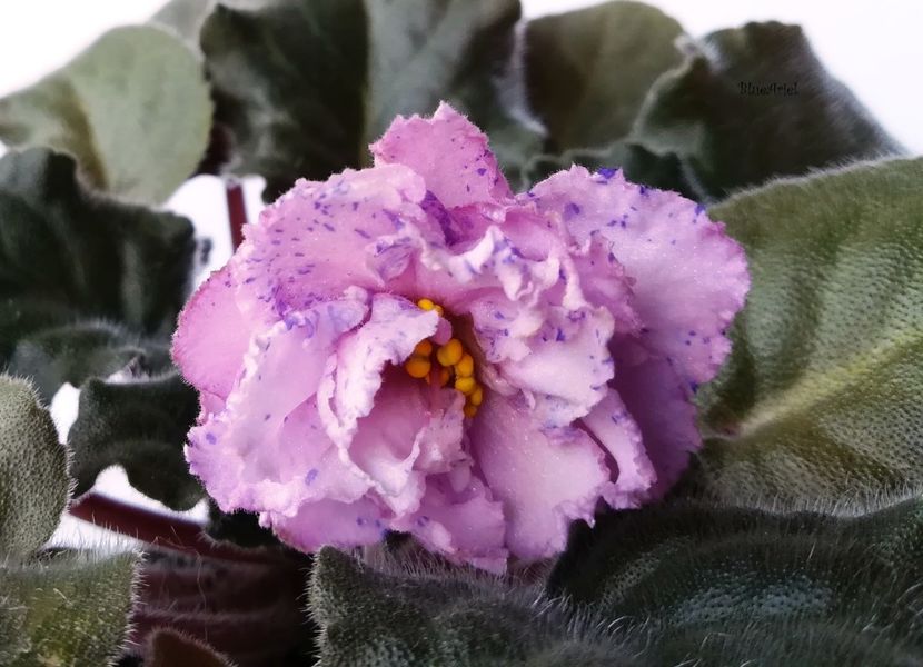 2019 - Lyon_s Magic Charms