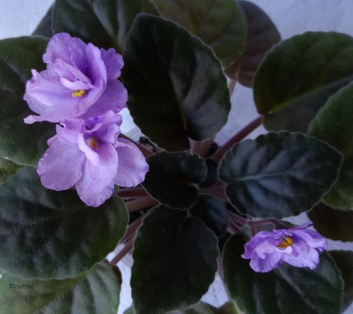  - Buckeye Love s Carres