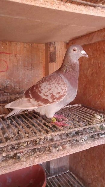 La sosire,după o etapă de extrem maraton - se confirma