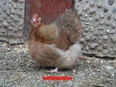 received_513662088774431 - ORPINGTON KENFARBIG