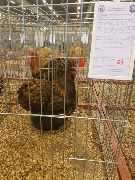 received_313678712560377 - arhiva