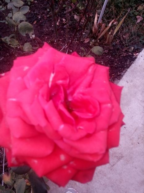  - Trandafiri soiuri