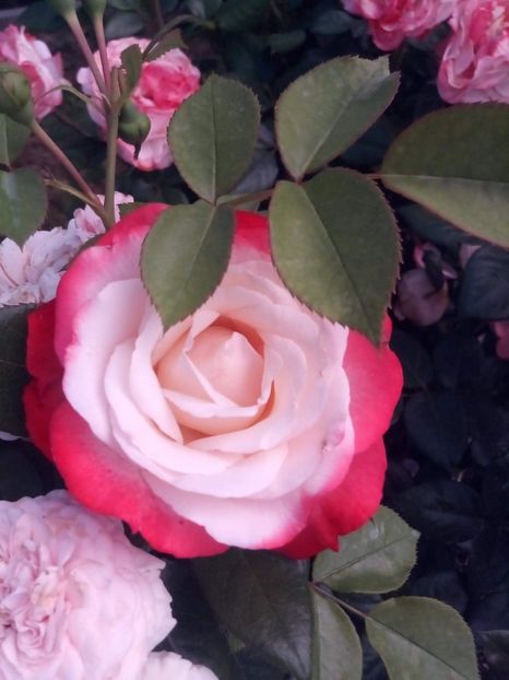 received_545370046236156 - Trandafiri soiuri